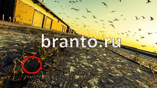 прохождение на игру Где же кот Уровень 181