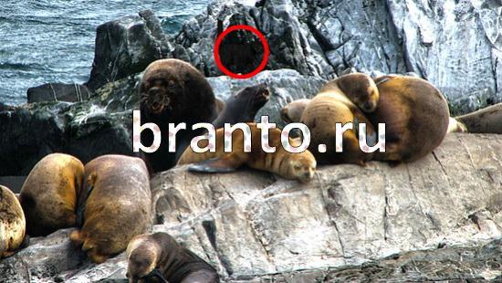 Где же кот прохождение игры Уровень 182