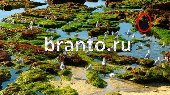 ответы Где же кот Уровень 185