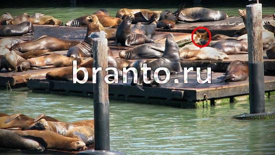 ответы Где же кот? в одноклассниках Уровень 186