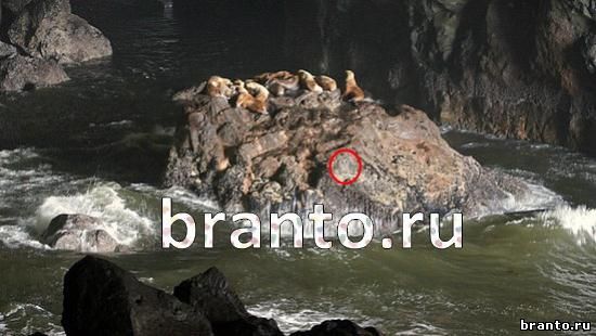 ответы для игры Где же кот Уровень 187