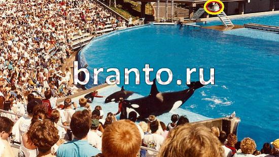 решения для игры Где же кот Уровень 188