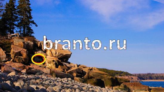 ответы на игру Где же кот Уровень 193