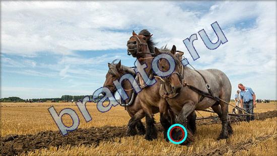 ответы на игру Где же кот Уровень 1801