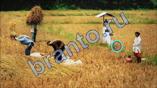 Подсказки на игру Где же кот Уровень 1802