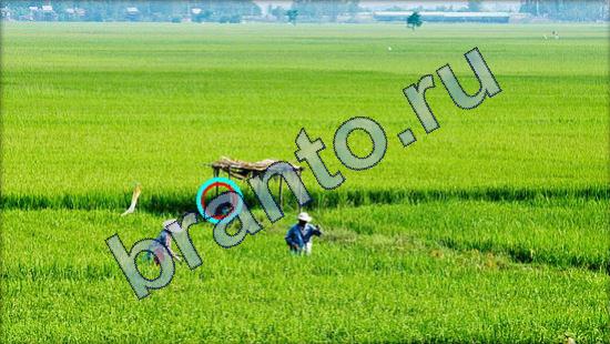 Решения на игру Где же кот Уровень 1803