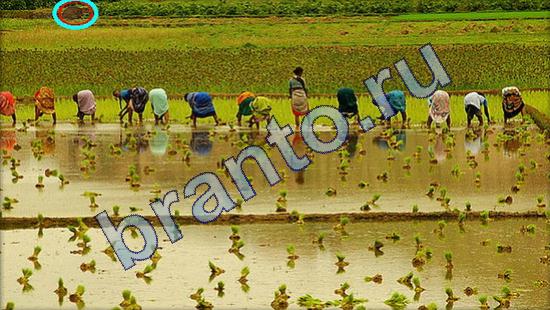 ответы к игре Где же кот Уровень 1805