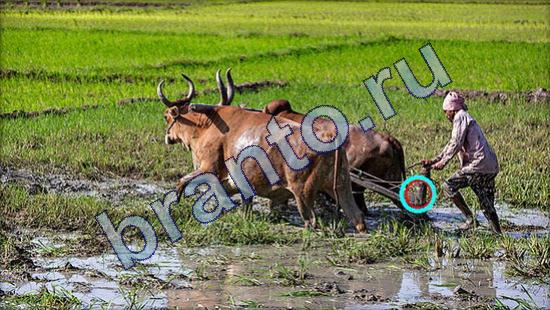 Где же кот игра ответы в одноклассниках Уровень 1807