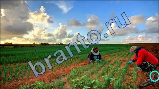 Где же кот? ответы Уровень 1808