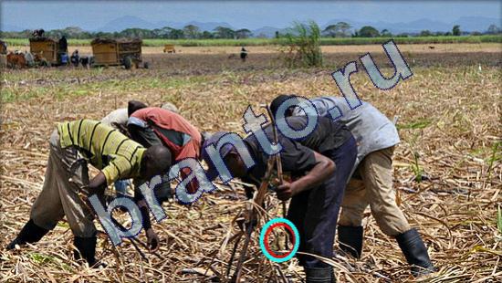 Где же кот? подсказки Уровень 1809