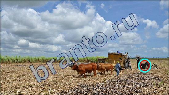 Где же кот? помощь Уровень 1810