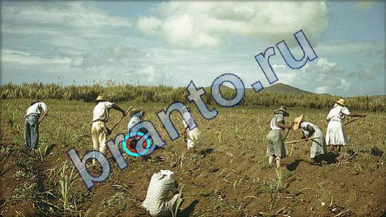 решебник на игру Где же кот Уровень 1811