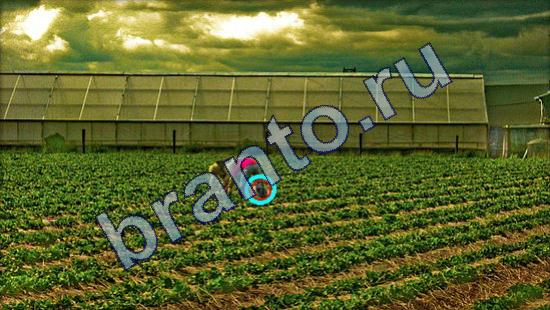 Где же кот? решения Уровень 1812