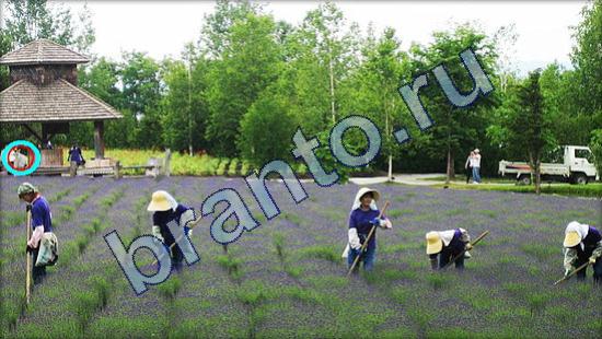 Где же кот игра ответы Уровень 1813