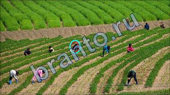 Где же кот игра подсказки Уровень 1814