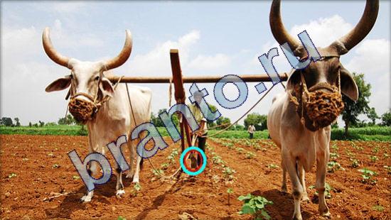 Где же кот игра помощь Уровень 1815