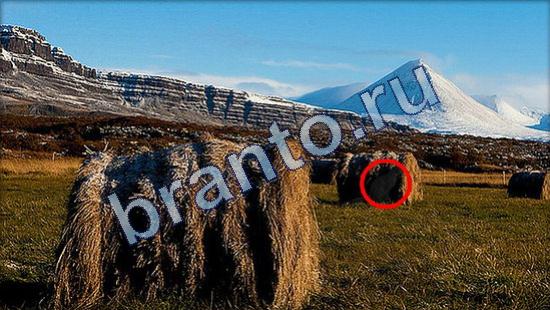 Где же кот ответы на новые задания Уровень 1953