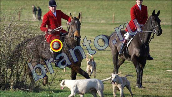 ответы на игру Где же кот в одноклассниках Уровень 2103