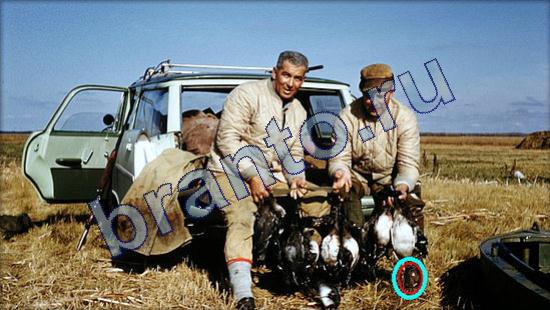 ответы для игры Где же кот Уровень 2107