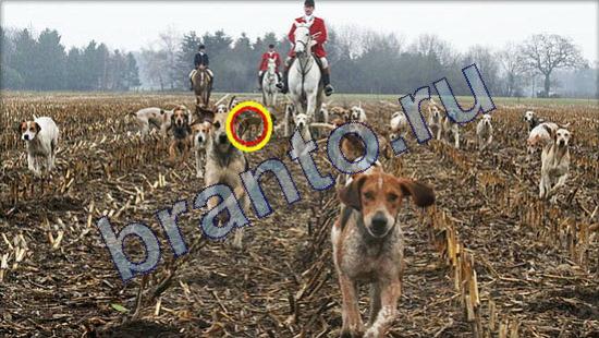 Где же кот игра ответы Уровень 2109