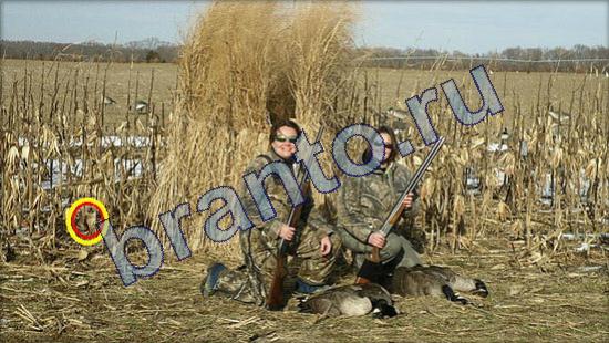 игра в одноклассниках Где же кот ответы Уровень 2110