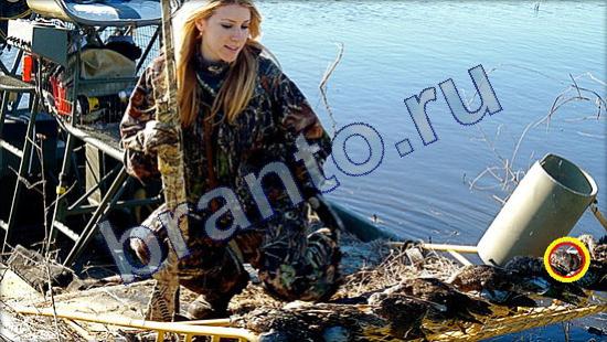 решения на игру Где же кот Уровень 2115