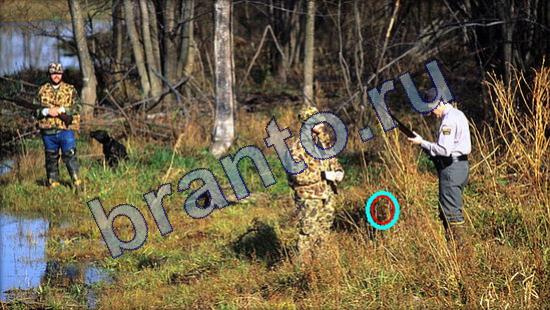 Где же кот ответы в одноклассниках Уровень 2119