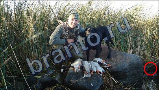 ответы на игру Где же кот Уровень 2121