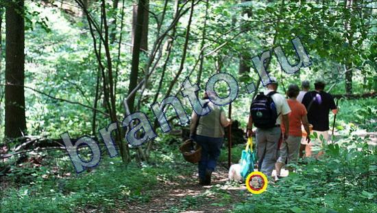 ответы на игру Где же кот Уровень 2161