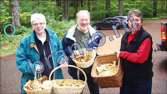 Решения на игру Где же кот Уровень 2163