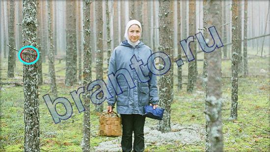 Помощь на игру Где же кот Уровень 2164