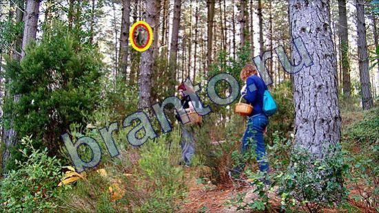 Где же кот игра ответы в одноклассниках Уровень 2167