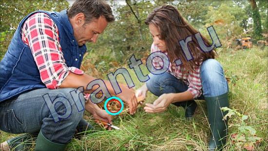 Где же кот? ответы Уровень 2168