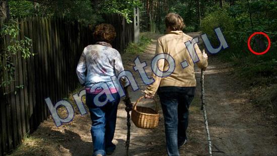 Где же кот? подсказки Уровень 2169