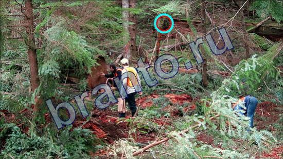 Где же кот? помощь Уровень 2170