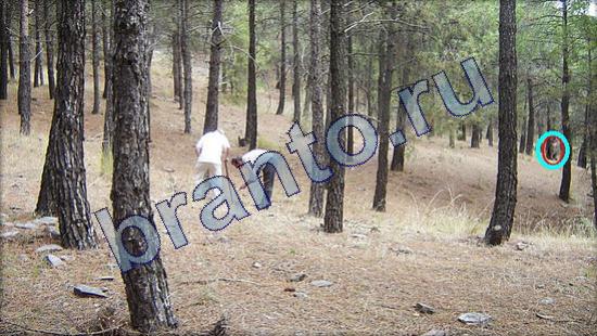 решебник на игру Где же кот Уровень 2171