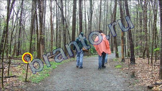 Где же кот? решения Уровень 2172