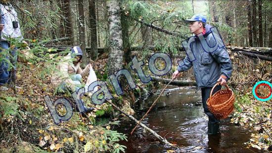 Где же кот игра подсказки Уровень 2174