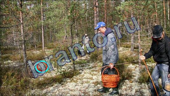 Где же кот ответы в картинках Уровень 2176