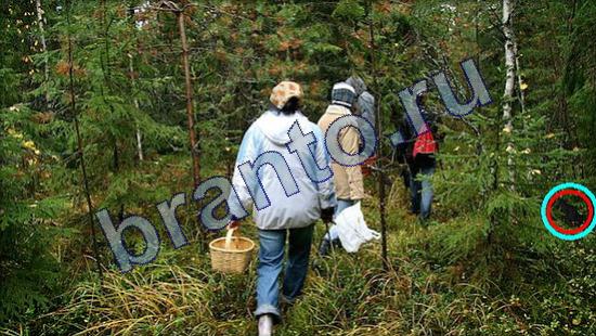 Игра Где же кот ответы Уровень 2177