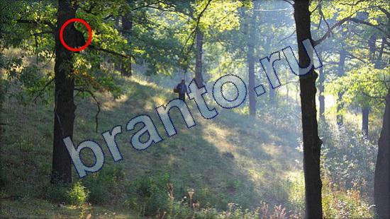 Игра Где же кот подсказки Уровень 2178