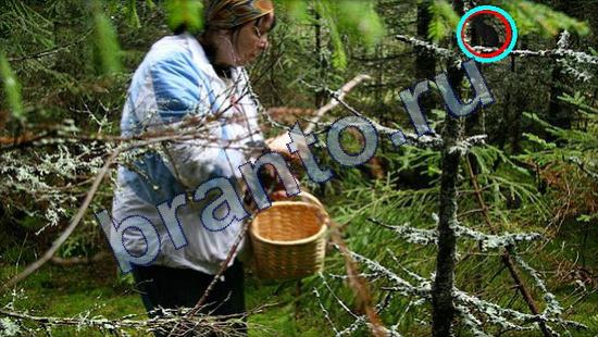 игра Где же кот помощь Уровень 2179