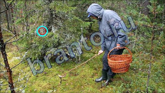 Игра Где же кот прохождение Уровень 2180