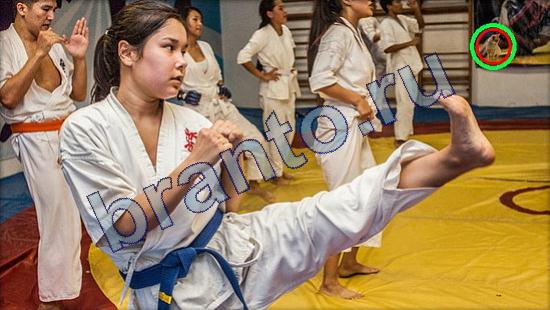 ответы Где же кот? в одноклассниках Уровень 2186