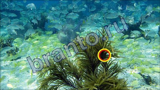 ответы на игру Где же кот в одноклассниках Уровень 2343