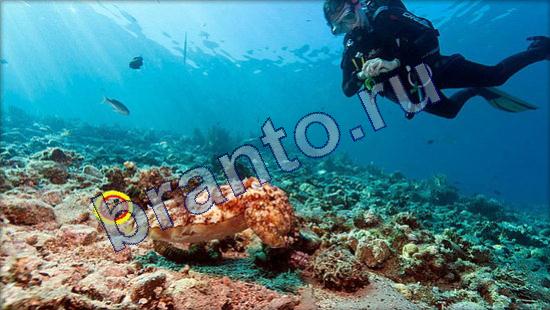 ответы Где же кот Уровень 2345