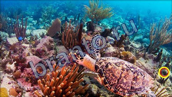 ответы Где же кот? в одноклассниках Уровень 2346