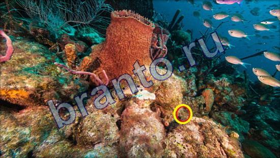 ответы для игры Где же кот Уровень 2347