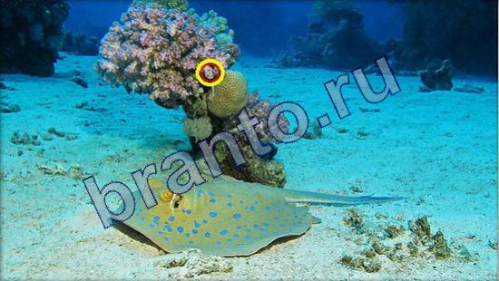 решения для игры Где же кот Уровень 2348