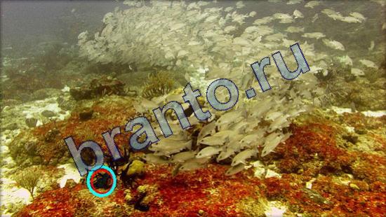 Где же кот игра ответы Уровень 2349